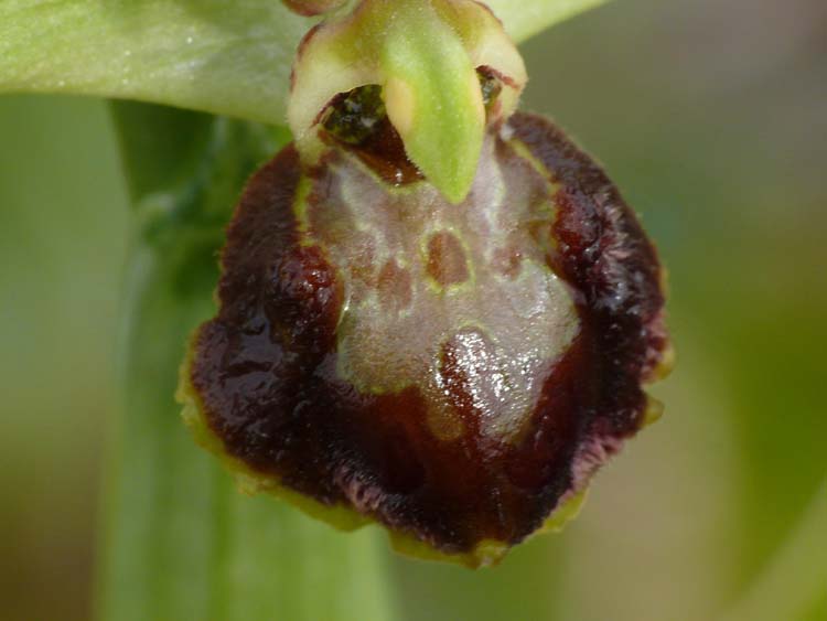 Ophrys sphegodes